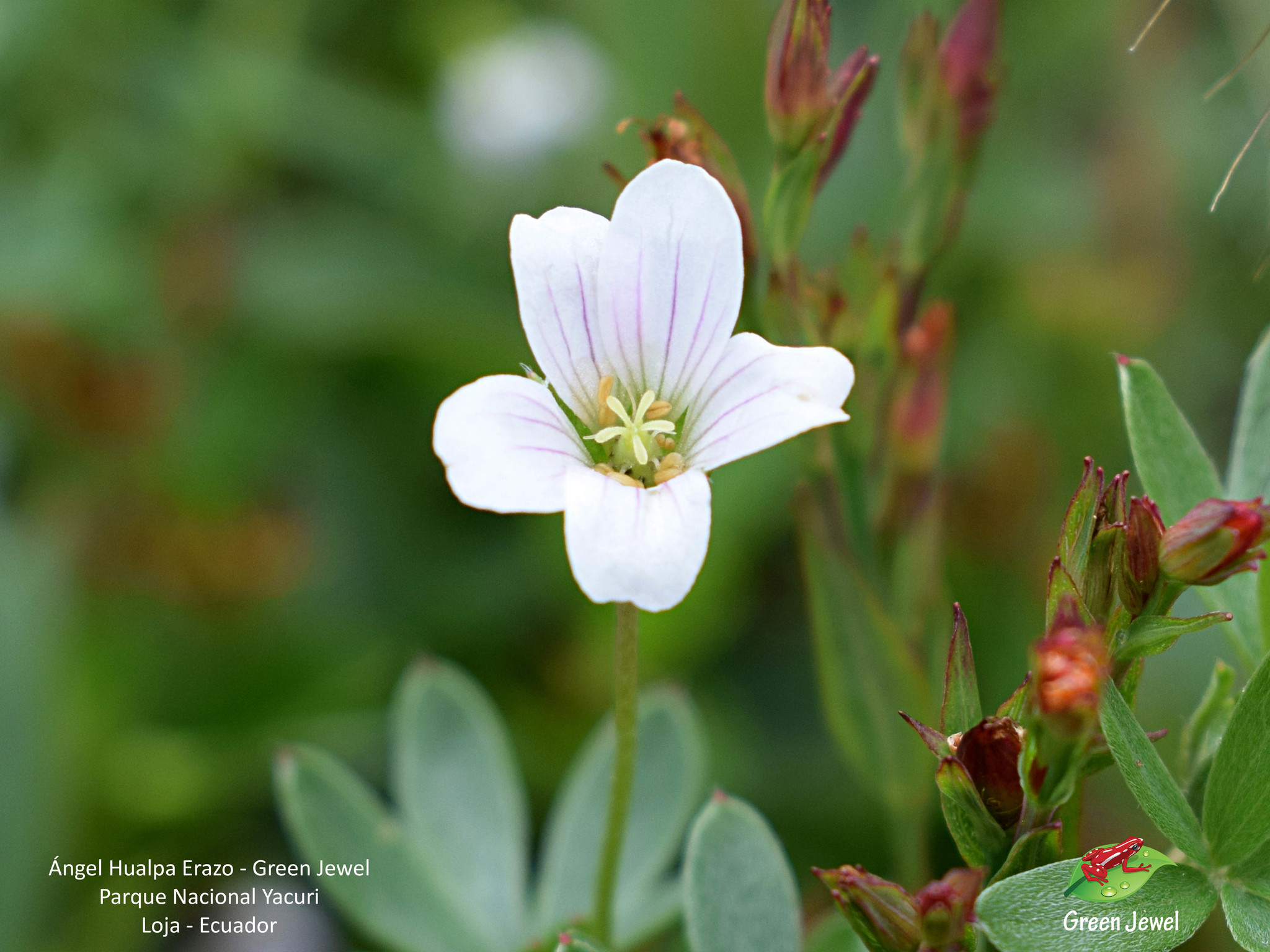 Geranium image