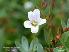 Geranium sibbaldioides