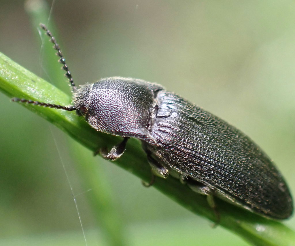 Melanotus punctolineatus, photo 1 of 10