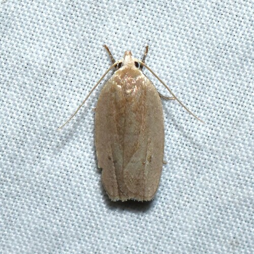 Antaeotricha osseella photo 5
