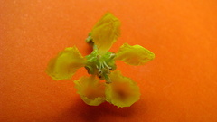 Banisteriopsis nummifera