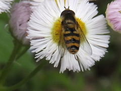 Syrphidae