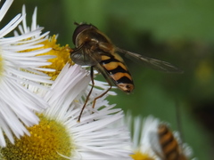 Syrphidae