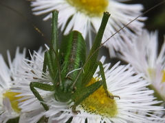 Tettigonia orientalis