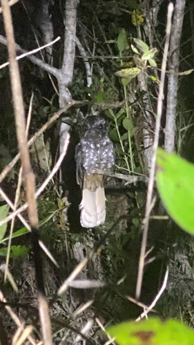 Hispaniolan Nightjar (Antrostomus ekmani), photo 5