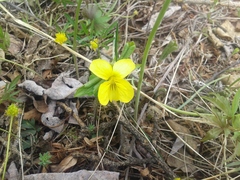 Viola uniflora