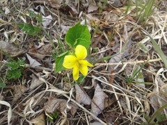 Viola uniflora