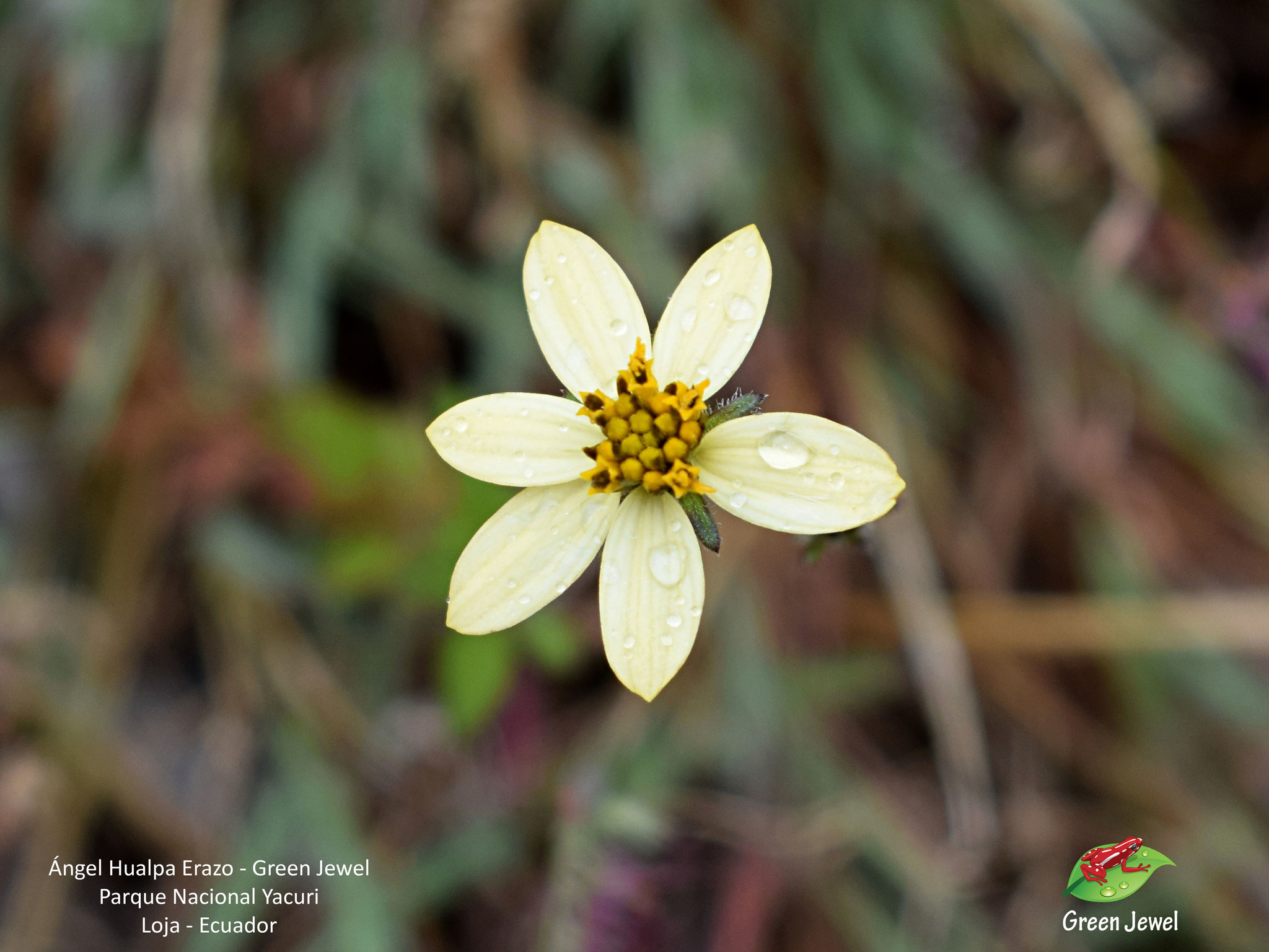 Bidens reptans image