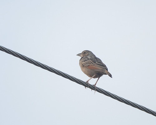 Bengal Bush Lark (Plocealauda assamica), photo 4