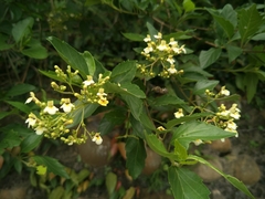 Premna microphylla