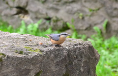 Sitta europaea