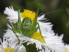 Tettigonia orientalis