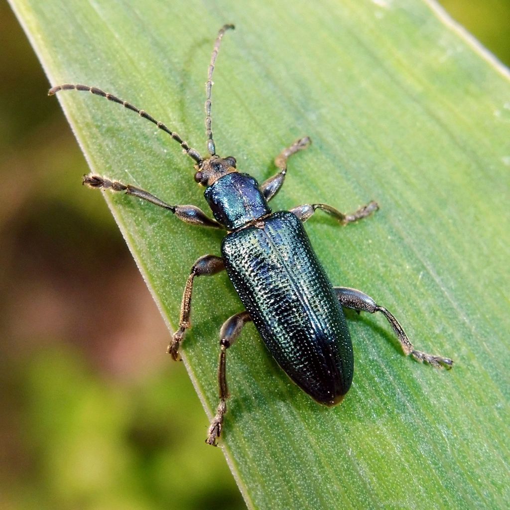 jewel reed beetle