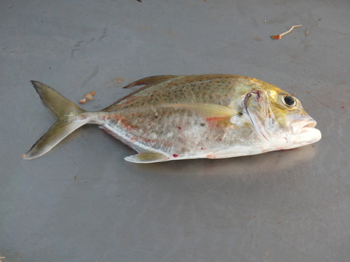 Bluespotted trevally (Caranx bucculentus) — Carangidae — 2