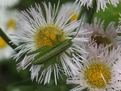 Tettigonia orientalis