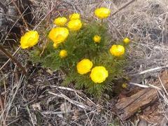 Adonis apennina