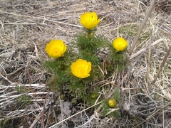 Adonis apennina