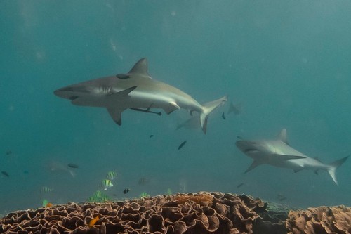 Grey Reef Shark, photo 7 of 10