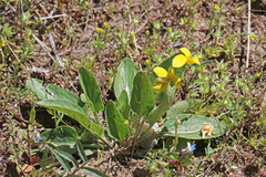 Viola vallicola