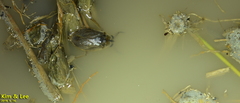 Appasus japonicus