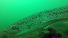 Notorynchus cepedianus