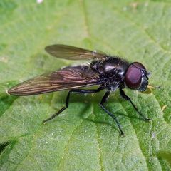 Cheilosia variabilis