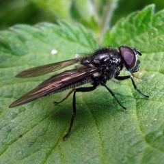 Cheilosia variabilis