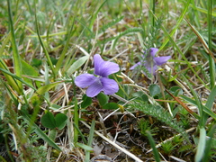 Viola