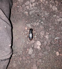 Tetracha brasiliensis