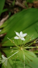 Clintonia