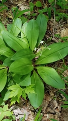 Clintonia