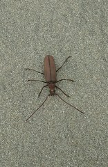 Aegolipton marginale