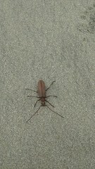 Aegolipton marginale