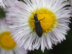 Coleoptera