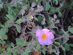 Cistus creticus eriocephalus