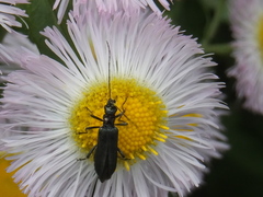 Coleoptera