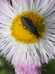 Coleoptera