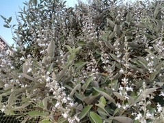 Vitex trifolia