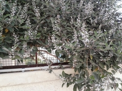 Vitex trifolia