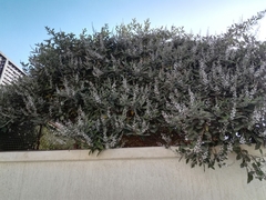 Vitex trifolia
