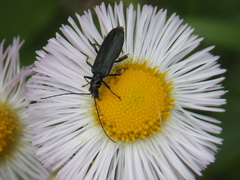 Coleoptera