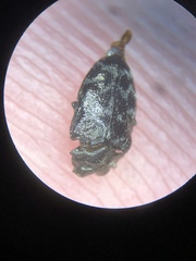 Trachys minutus