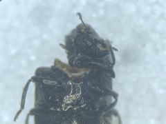 Trachys minutus