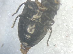 Trachys minutus