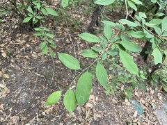 Rhamnus yoshinoi