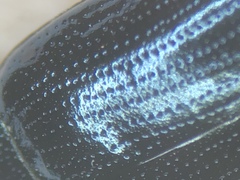 Phratora vulgatissima