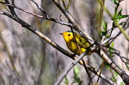 iNaturalist observation photo of Wilson's Warbler