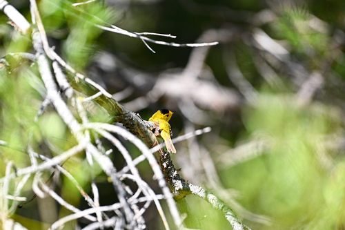 iNaturalist observation photo of Wilson's Warbler