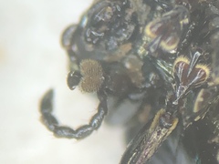 Phratora vulgatissima