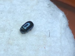 Phratora vulgatissima